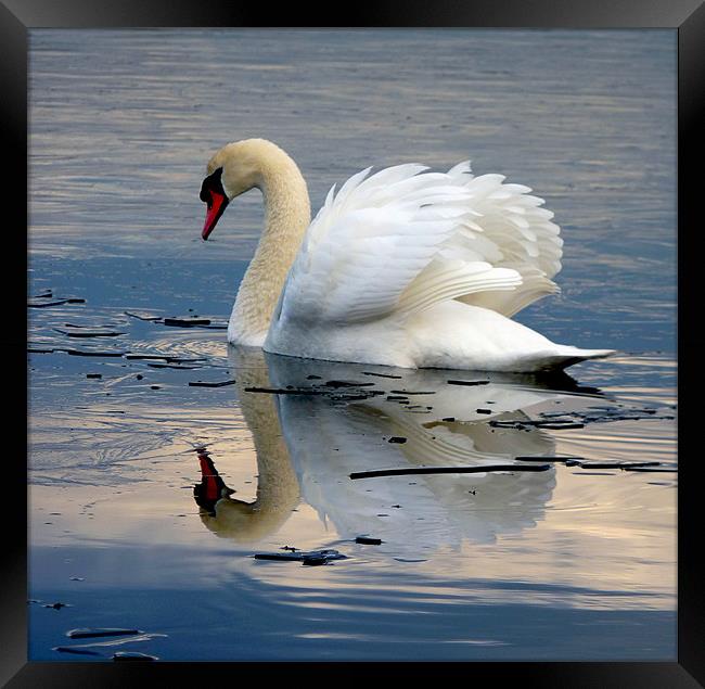 Swan on Ice Framed Print by Darren Burroughs