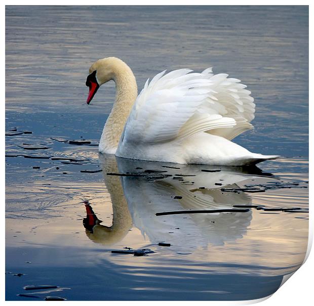 Swan on Ice Print by Darren Burroughs