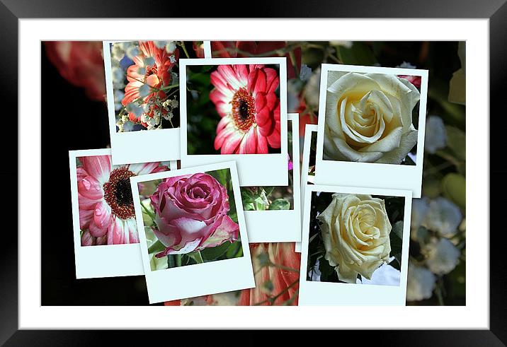 Montage of flowers Framed Mounted Print by Doug McRae