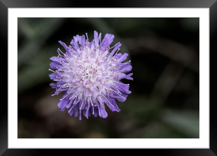 devil's bit scabious Framed Mounted Print by Alan Tunnicliffe