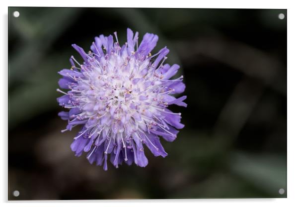 devil's bit scabious Acrylic by Alan Tunnicliffe
