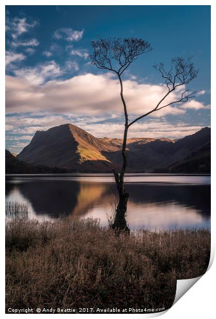 Lone Tree, Buttermere Print by Andy Beattie