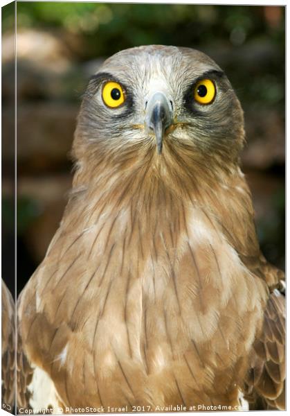 Short-toed Eagle, Circaetus gallicus Canvas Print by PhotoStock Israel