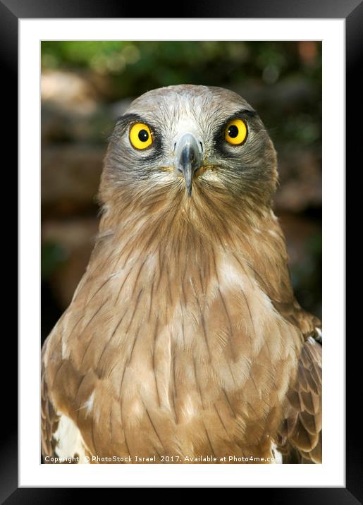 Short-toed Eagle, Circaetus gallicus Framed Mounted Print by PhotoStock Israel