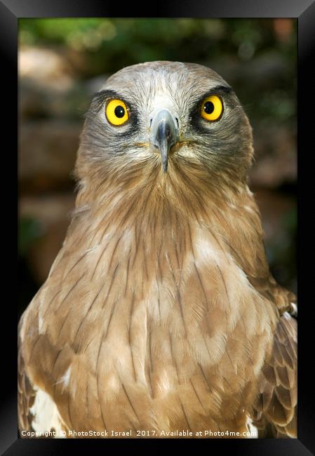 Short-toed Eagle, Circaetus gallicus Framed Print by PhotoStock Israel