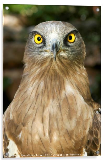 Short-toed Eagle, Circaetus gallicus Acrylic by PhotoStock Israel