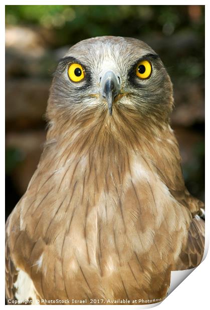 Short-toed Eagle, Circaetus gallicus Print by PhotoStock Israel