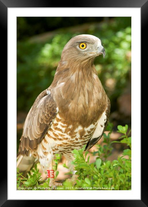 Short-toed Eagle, Circaetus gallicus Framed Mounted Print by PhotoStock Israel