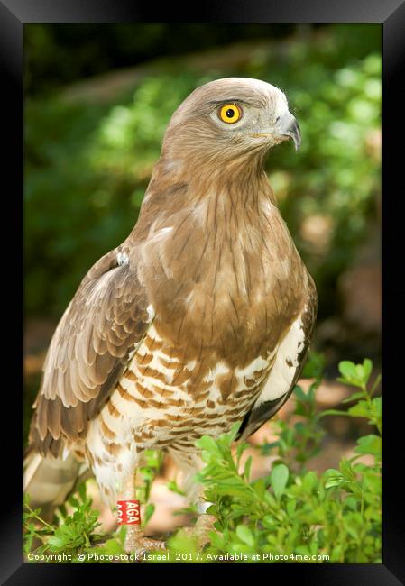 Short-toed Eagle, Circaetus gallicus Framed Print by PhotoStock Israel