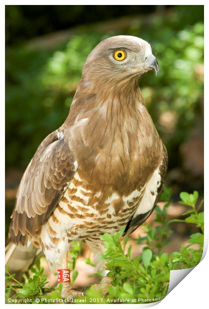 Short-toed Eagle, Circaetus gallicus Print by PhotoStock Israel