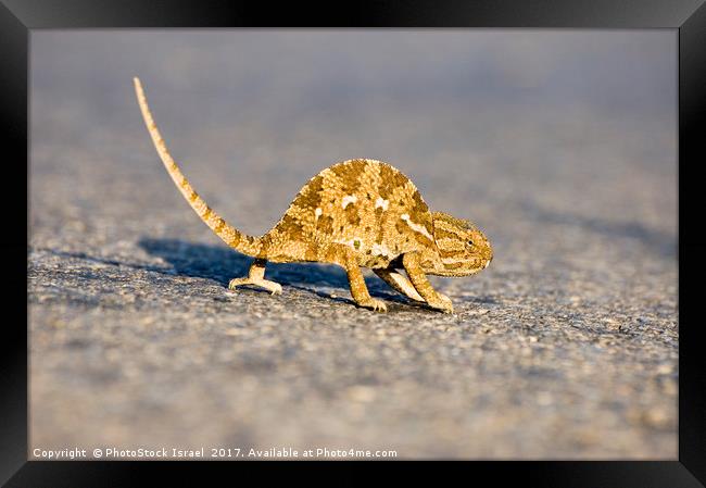 common chamaeleon, Chamaeleo chamaeleon, Framed Print by PhotoStock Israel