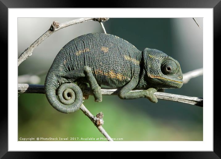 common chamaeleon, Chamaeleo chamaeleon, Framed Mounted Print by PhotoStock Israel