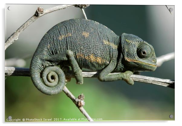 common chamaeleon, Chamaeleo chamaeleon, Acrylic by PhotoStock Israel