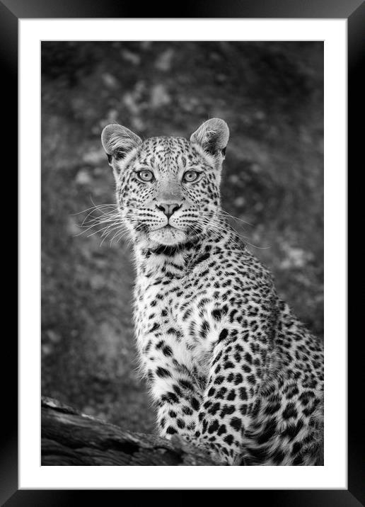 Leopard beauty Framed Mounted Print by Villiers Steyn