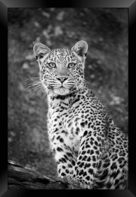 Leopard beauty Framed Print by Villiers Steyn