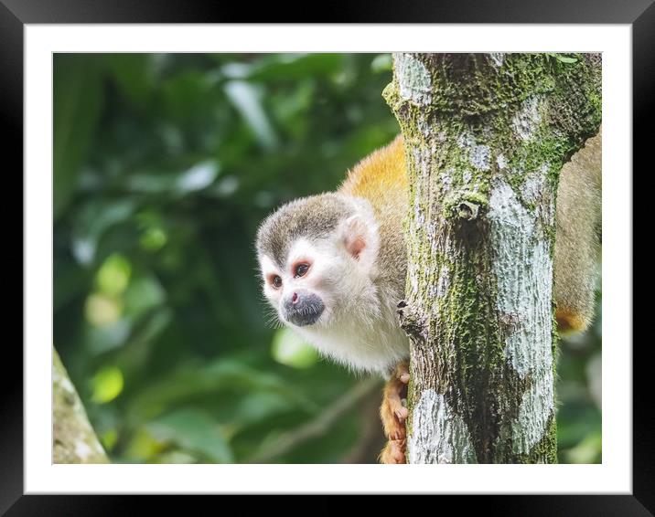  Squirrel Monkey   Views around Costa Rica  Framed Mounted Print by Gail Johnson