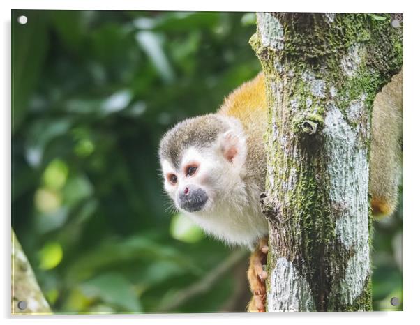  Squirrel Monkey   Views around Costa Rica  Acrylic by Gail Johnson