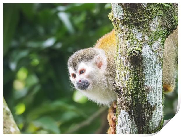  Squirrel Monkey   Views around Costa Rica  Print by Gail Johnson