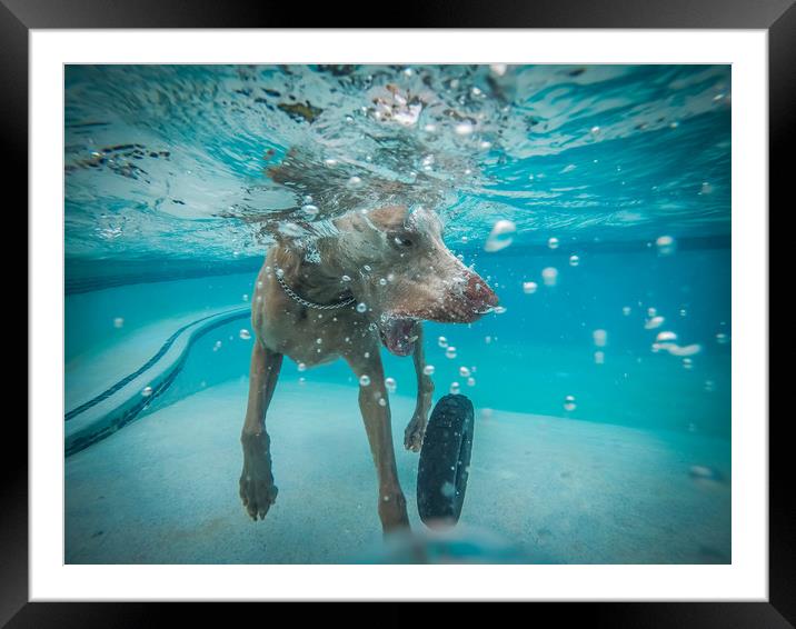Weimaraner  in the pool Framed Mounted Print by Gail Johnson