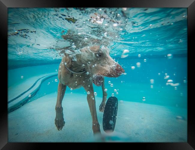 Weimaraner  in the pool Framed Print by Gail Johnson
