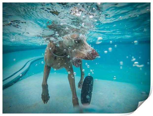 Weimaraner  in the pool Print by Gail Johnson