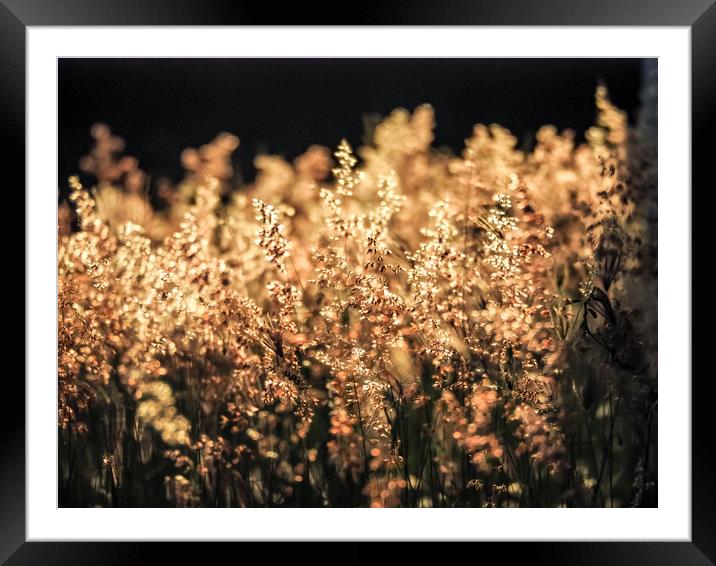 Grass in the sunset Framed Mounted Print by Gail Johnson