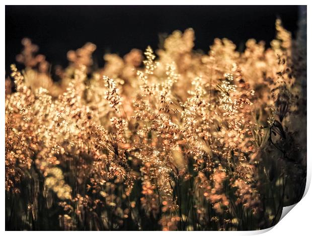 Grass in the sunset Print by Gail Johnson