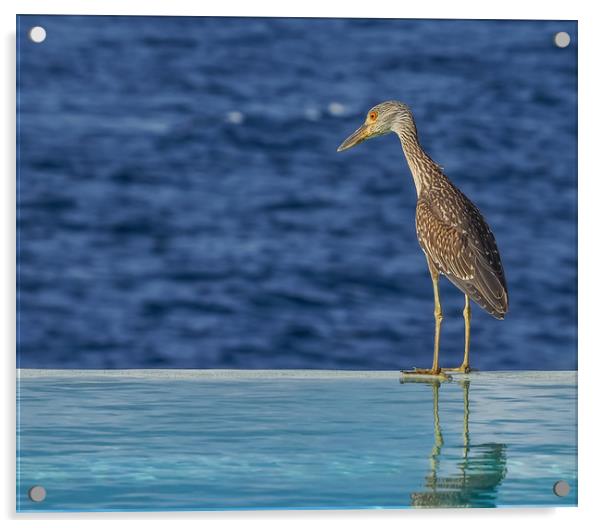   Heron Curacao Views Acrylic by Gail Johnson