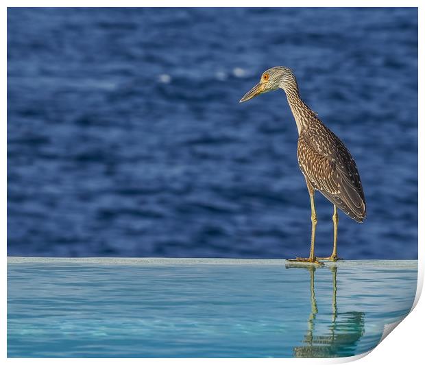   Heron Curacao Views Print by Gail Johnson