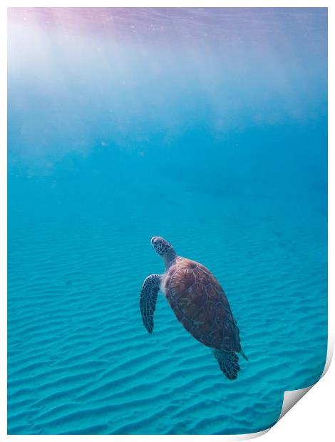 Snorkelling at Westpunt   Curacao Views Print by Gail Johnson