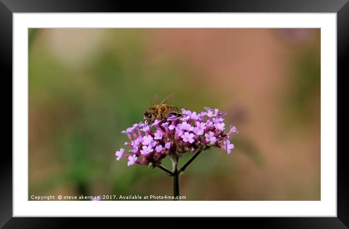 Honey bee collecting nectar from a verbena Framed Mounted Print by steve akerman