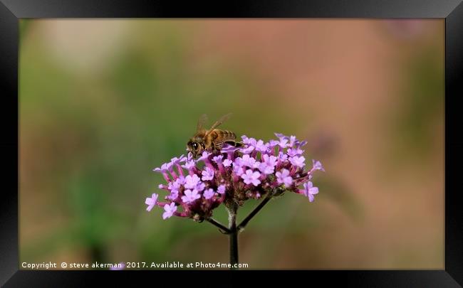 Honey bee collecting nectar from a verbena Framed Print by steve akerman
