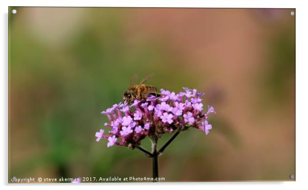 Honey bee collecting nectar from a verbena Acrylic by steve akerman