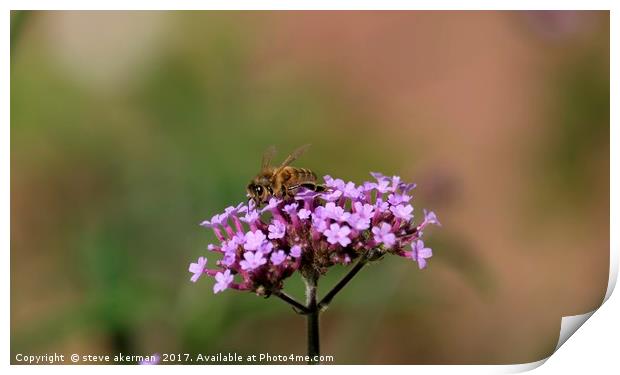 Honey bee collecting nectar from a verbena Print by steve akerman