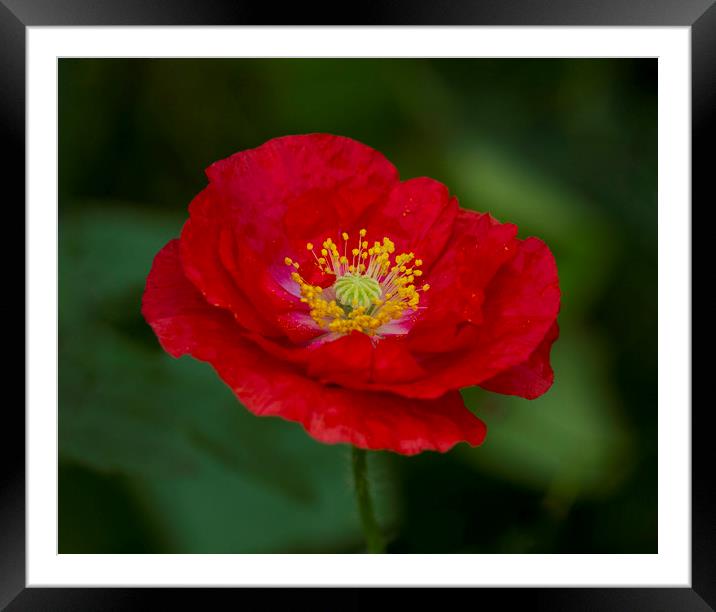 Red Wild Poppy Framed Mounted Print by Kelly Bailey