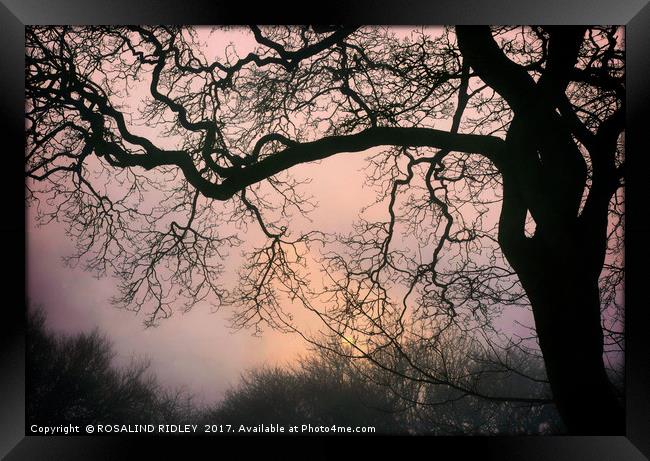 "Sunrise through the Winter fog" Framed Print by ROS RIDLEY