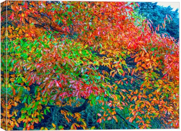 Liquidamber Tree  Canvas Print by Victor Burnside