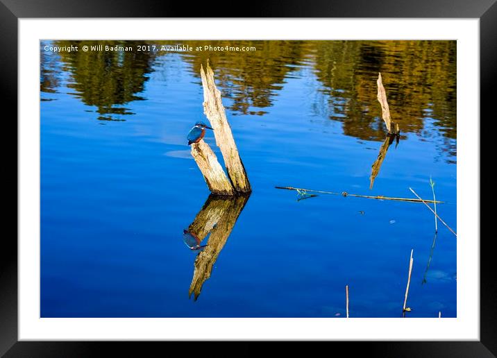 Tree Reflection and kingfisher at Chard Reservoir Framed Mounted Print by Will Badman