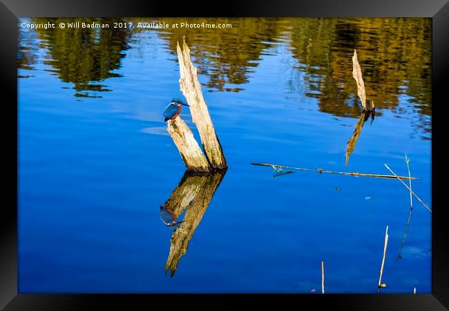Tree Reflection and kingfisher at Chard Reservoir Framed Print by Will Badman