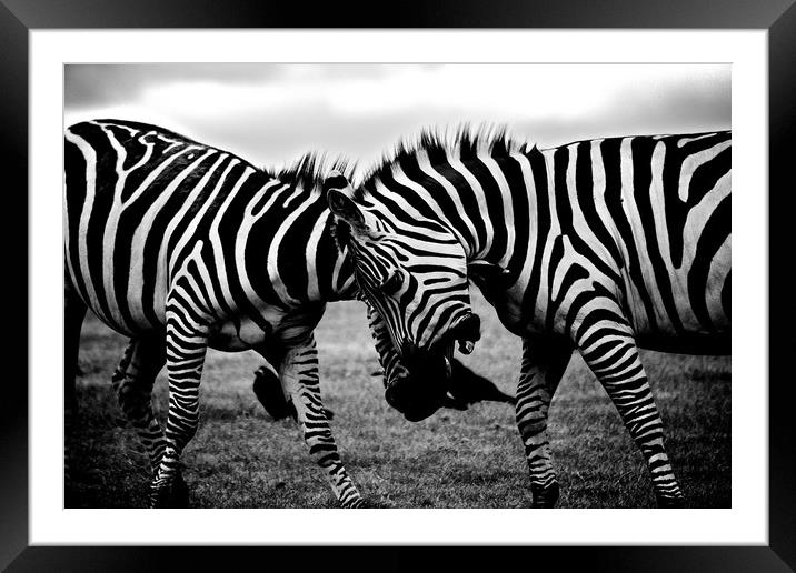 Zebras Playing Framed Mounted Print by Travelling Photographer