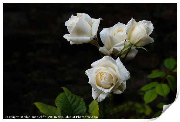 white roses Print by Alan Tunnicliffe
