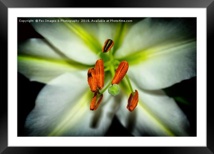 Lily flower Framed Mounted Print by Derrick Fox Lomax