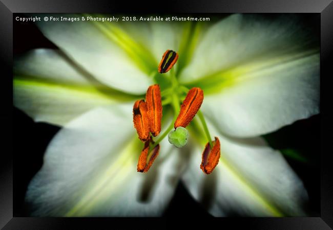 Lily flower Framed Print by Derrick Fox Lomax