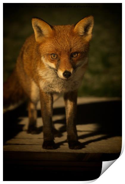 The Wild Red Fox Print by rawshutterbug 