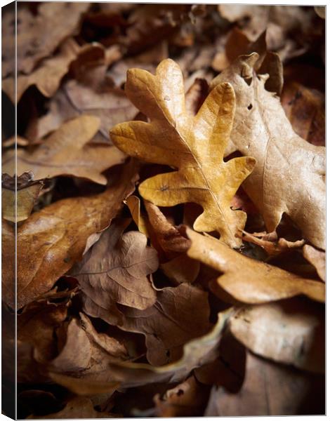 End of Autumn Canvas Print by Donnie Canning