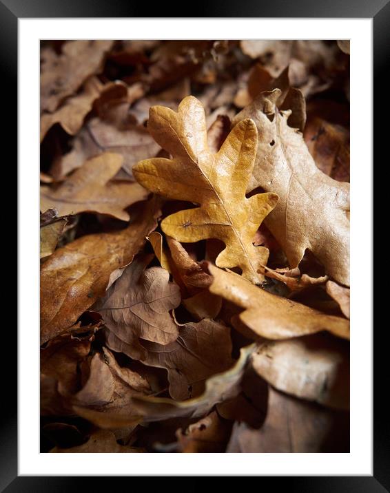 End of Autumn Framed Mounted Print by Donnie Canning