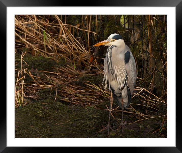 Standing Grey Heron Framed Mounted Print by Jonathan Thirkell