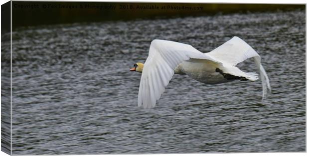 Mute swan in flight Canvas Print by Derrick Fox Lomax