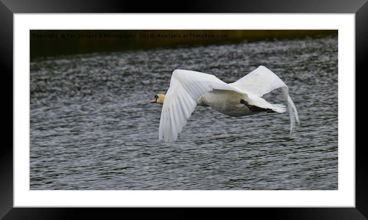 Mute swan in flight Framed Mounted Print by Derrick Fox Lomax