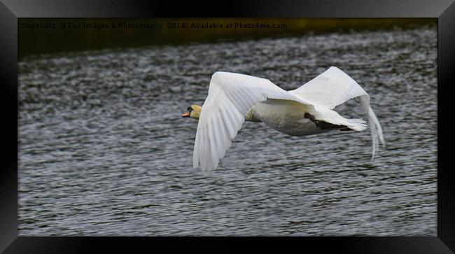 Mute swan in flight Framed Print by Derrick Fox Lomax